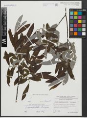 Foto von Salix appendiculata Vill. x Salix eleagnos Scop.